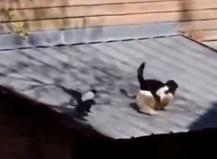 The crow and the fighting cats | iNFOnews.ca The crow and the fighting cats | iNFOnews.ca