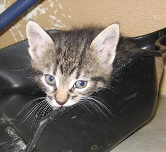 Vernon SPCA Pets of the Week | iNFOnews.ca