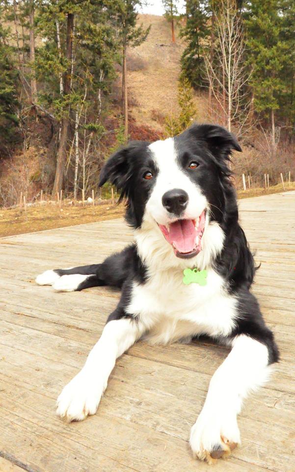Vernon couple warns dog owners to stay away from moving water after close call | iNFOnews.ca Vernon couple warns dog owners to stay away from moving water after close call | iNFOnews.ca