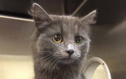 Looking for a forever home; Penticton SPCA pet of the week | iNFOnews.ca Looking for a forever home; Penticton SPCA pet of the week | iNFOnews.ca