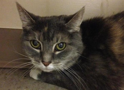 Looking for a forever home; Vernon SPCA pet of the week | iNFOnews.ca
