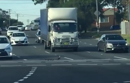 TRENDING NOW: Mother and ducklings make a mad dash across busy road | iNFOnews.ca