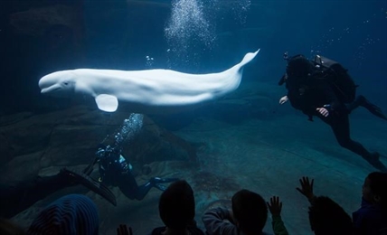 Vancouver Aquarium opposes park board proposal banning captive whales, dolphins | iNFOnews.ca Vancouver Aquarium opposes park board proposal banning captive whales, dolphins | iNFOnews.ca