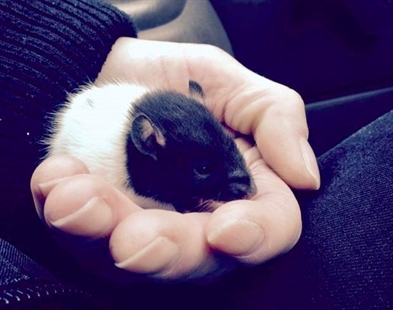 Volunteer saves life of pet mouse that had overdosed on heroin in Vancouver | iNFOnews.ca Volunteer saves life of pet mouse that had overdosed on heroin in Vancouver | iNFOnews.ca