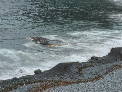 Whale carcass rotting on Newfoundland beach to be removed after nearly two weeks | iNFOnews.ca Whale carcass rotting on Newfoundland beach to be removed after nearly two weeks | iNFOnews.ca