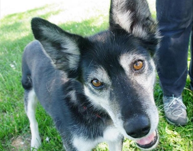 Looking for a forever home; Kamloops SPCA pet of the week | iNFOnews.ca