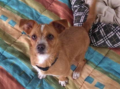 Looking for a forever home; Vernon SPCA pet of the week | iNFOnews.ca