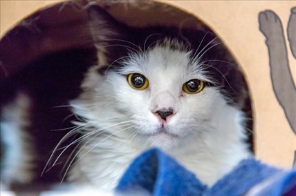 Looking for a forever home; Kelowna SPCA pet of the week | iNFOnews.ca