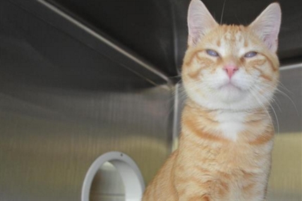 Looking for a forever home; Penticton SPCA pet of the week | iNFOnews.ca