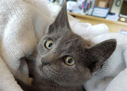 Looking for a forever home; Penticton SPCA pet of the week | iNFOnews.ca Looking for a forever home; Penticton SPCA pet of the week | iNFOnews.ca