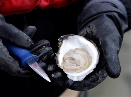 Research ties ocean currents to norovirus outbreak at B.C. oyster farms | iNFOnews.ca