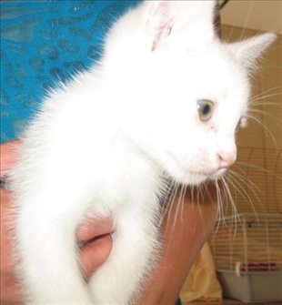 Vernon SPCA Pets of the Week | iNFOnews.ca Vernon SPCA Pets of the Week | iNFOnews.ca