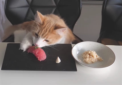 TRENDING NOW: Sushi for cats | iNFOnews.ca