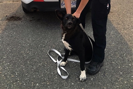 Police say lost dog lifted spirits in Williams Lake | iNFOnews.ca