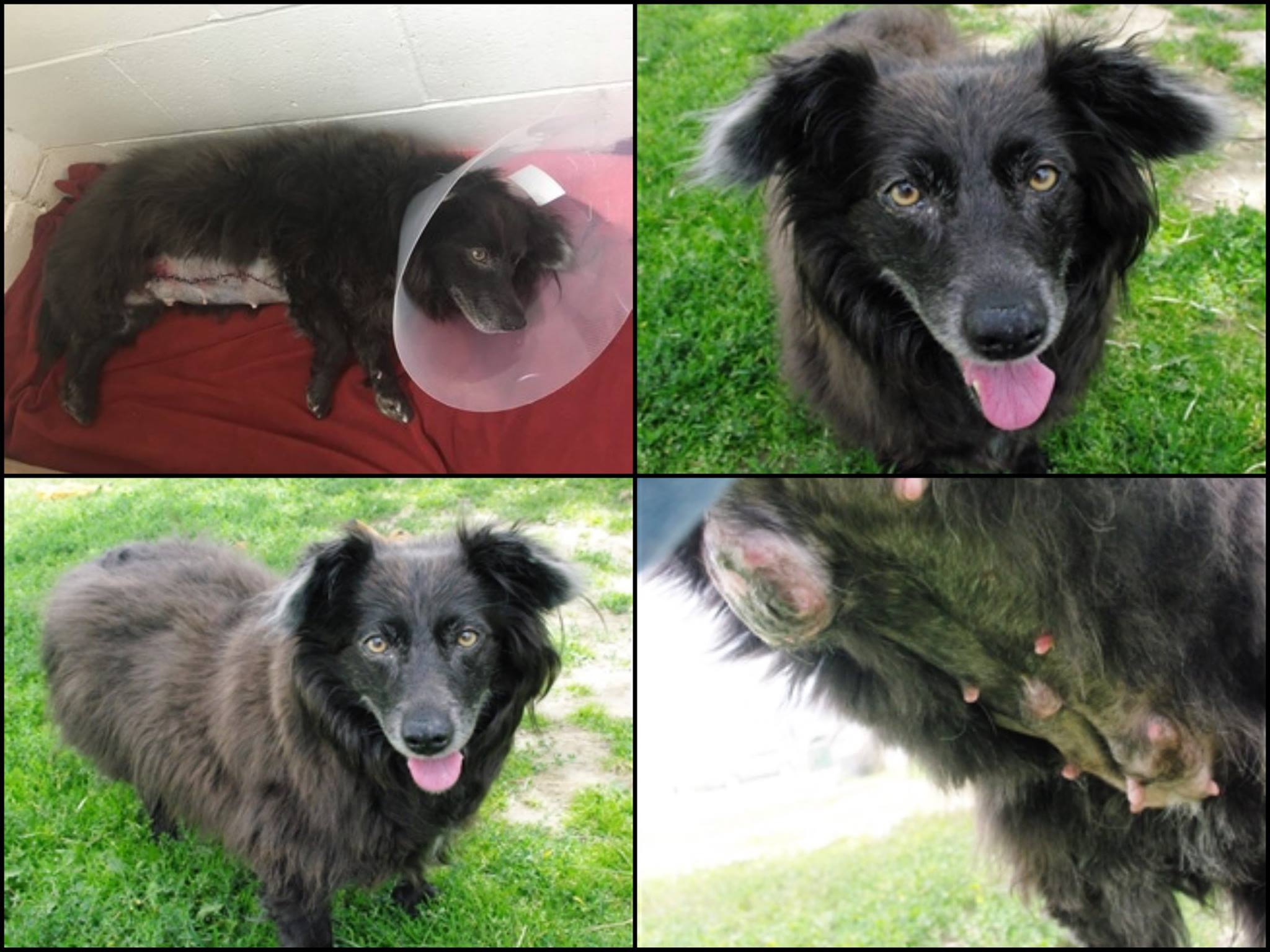 Stray dog found in wildfire evacuation zone gets first surgery | iNFOnews.ca
