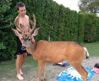 Friendly Coldstream deer put down | iNFOnews.ca