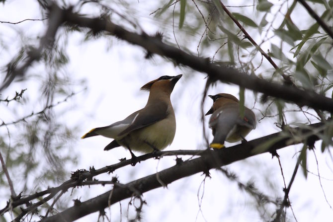 iN PHOTOS: Okanagan wildlife is ready for their close-up, are you ready with your camera? | iNFOnews.ca iN PHOTOS: Okanagan wildlife is ready for their close-up, are you ready with your camera? | iNFOnews.ca