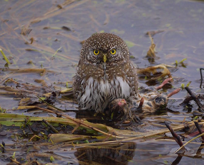 iN PHOTOS: Okanagan wildlife is ready for their close-up, are you ready with your camera? | iNFOnews.ca iN PHOTOS: Okanagan wildlife is ready for their close-up, are you ready with your camera? | iNFOnews.ca