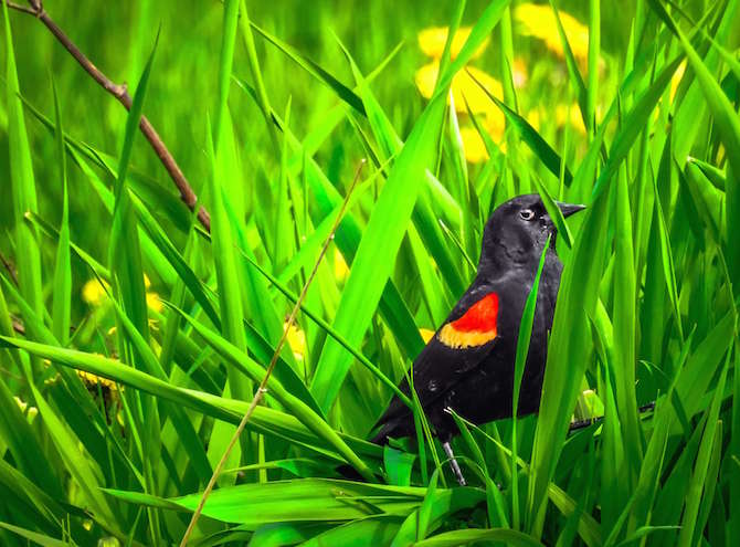 iN PHOTOS: Okanagan wildlife is ready for their close-up, are you ready with your camera? | iNFOnews.ca iN PHOTOS: Okanagan wildlife is ready for their close-up, are you ready with your camera? | iNFOnews.ca