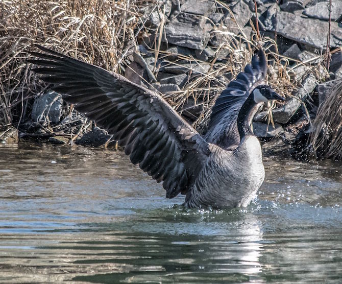 iN PHOTOS: Okanagan wildlife is ready for their close-up, are you ready with your camera? | iNFOnews.ca iN PHOTOS: Okanagan wildlife is ready for their close-up, are you ready with your camera? | iNFOnews.ca