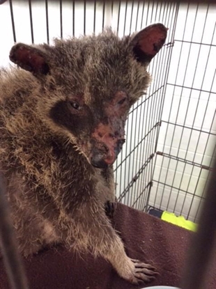 Ontario police looking for those responsible for burning baby raccoon | iNFOnews.ca Ontario police looking for those responsible for burning baby raccoon | iNFOnews.ca