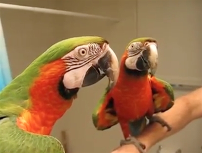 Shhh, I'm talking here | iNFOnews.ca Shhh, I'm talking here | iNFOnews.ca