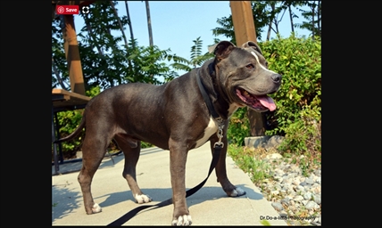 Looking for a forever home; South Okanagan/Similkameen Branch SPCA pet of the week | iNFOnews.ca