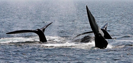 Accidental deaths of endangered right whales threaten species' survival | iNFOnews.ca Accidental deaths of endangered right whales threaten species' survival | iNFOnews.ca