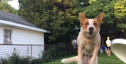 TRENDING NOW: Fetching fail in slow motion | iNFOnews.ca