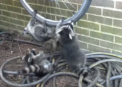 TRENDING NOW: Adorable raccoons just hanging around | iNFOnews.ca