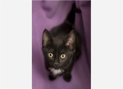 Kitten tossed from car in northern B.C. dubbed Prairie Rose, needs new home | iNFOnews.ca