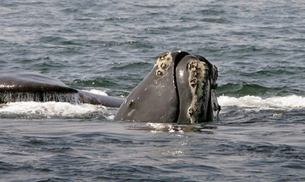 U.S. launches investigation into spate of North Atlantic right whale deaths | iNFOnews.ca U.S. launches investigation into spate of North Atlantic right whale deaths | iNFOnews.ca