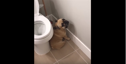 TRENDING NOW: Adorable French bulldog feels guilty | iNFOnews.ca