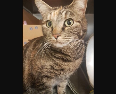 Looking for a forever home; South Okanagan Similkameen SPCA pet of the week | iNFOnews.ca