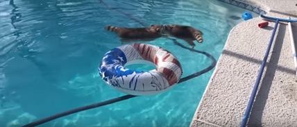 TRENDING NOW: Adorable pet raccoons love the swimming pool | iNFOnews.ca