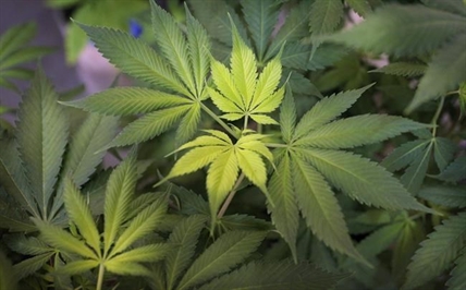 Police ask government to postpone date for legal pot beyond July 2018 | iNFOnews.ca Police ask government to postpone date for legal pot beyond July 2018 | iNFOnews.ca
