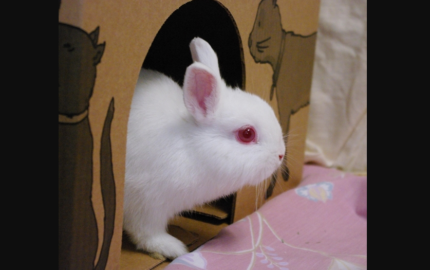 Looking for a forever home; Kamloops SPCA pet of the week | iNFOnews.ca