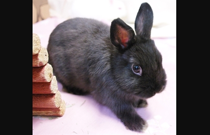 Looking for a forever home; Kamloops SPCA pet of the week | iNFOnews.ca