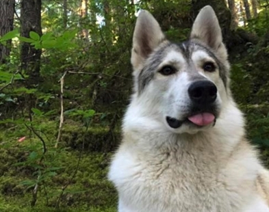 Therapy dog mistaken for wolf, shot and killed near Whistler, B.C. | iNFOnews.ca Therapy dog mistaken for wolf, shot and killed near Whistler, B.C. | iNFOnews.ca