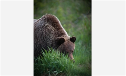 'It's absolutely scandalous:' Alberta man fined $13,000 for killing grizzly bear | iNFOnews.ca
