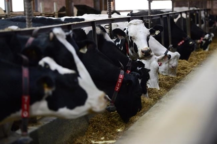 U.S. dairy takes aim at Canadian supply management in round 3 of NAFTA | iNFOnews.ca U.S. dairy takes aim at Canadian supply management in round 3 of NAFTA | iNFOnews.ca