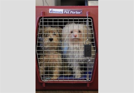 Neglected puppies, dogs seized in Chilliwack | iNFOnews.ca Neglected puppies, dogs seized in Chilliwack | iNFOnews.ca