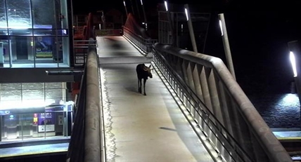 Moose takes midnight ramble across Calgary Transit station pedestrian overpass | iNFOnews.ca Moose takes midnight ramble across Calgary Transit station pedestrian overpass | iNFOnews.ca