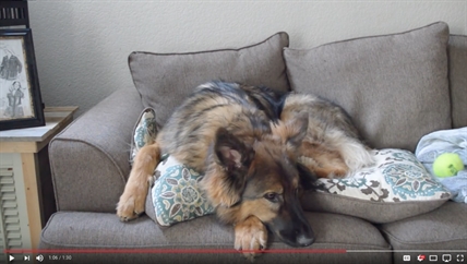 TRENDING NOW: Adorable dog has a life lesson for you | iNFOnews.ca
