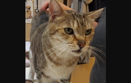 Looking for a forever home; Kelowna SPCA pet of the week | iNFOnews.ca