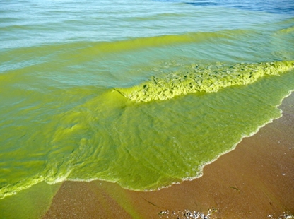 Ohio mayor asks Trump for help combating Lake Erie algae | iNFOnews.ca