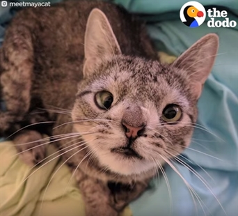 TRENDING NOW: Adorably different cat | iNFOnews.ca