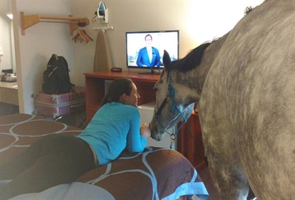 Canadian horse 'checks in' at pet-friendly Kentucky motel | iNFOnews.ca Canadian horse 'checks in' at pet-friendly Kentucky motel | iNFOnews.ca