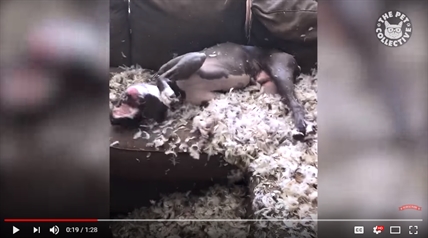 TRENDING NOW: Bad dog shows no guilt | iNFOnews.ca