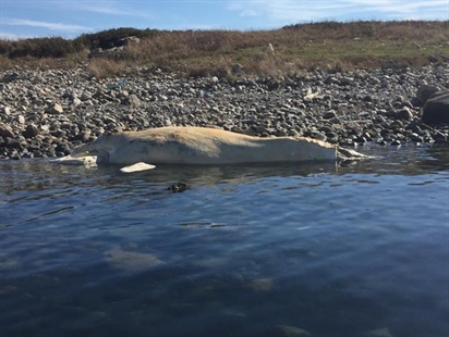 Another North Atlantic right whale found dead off coast | iNFOnews.ca